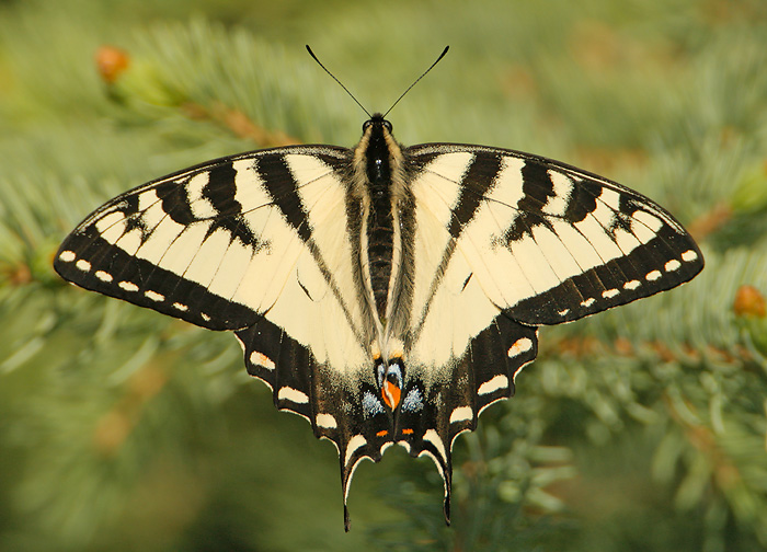 Eastern Tiger Swallowtail