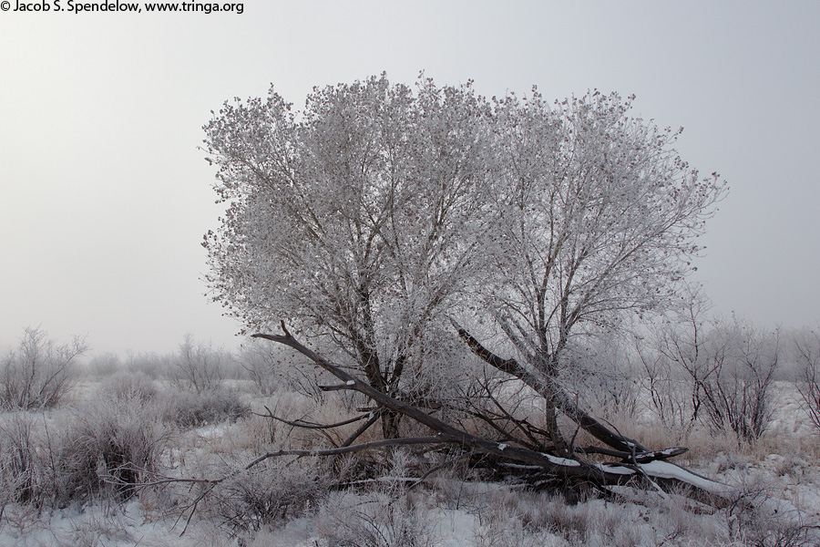 Bosque Ice Fog