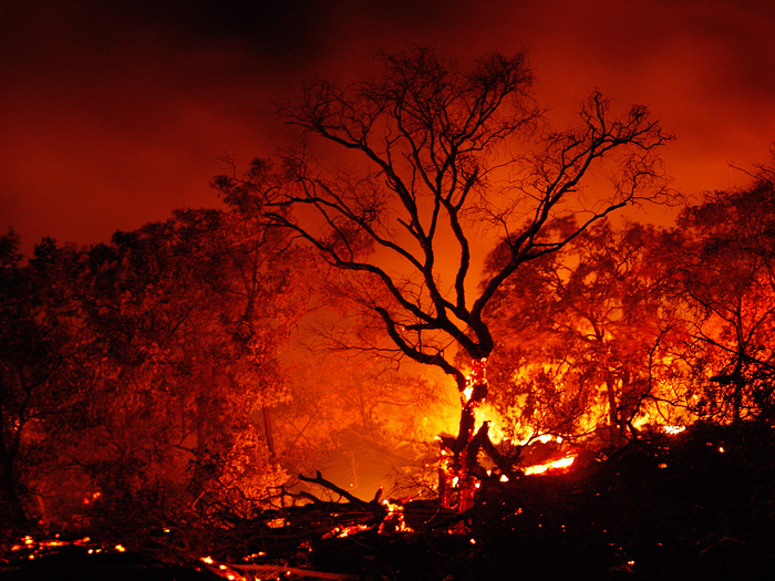 Forest Fire amidst Lava