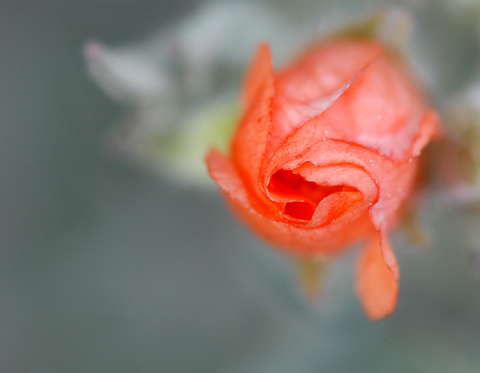 Globe Mallow