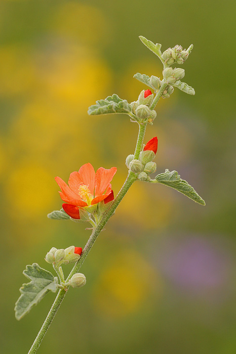 Globe Mallow