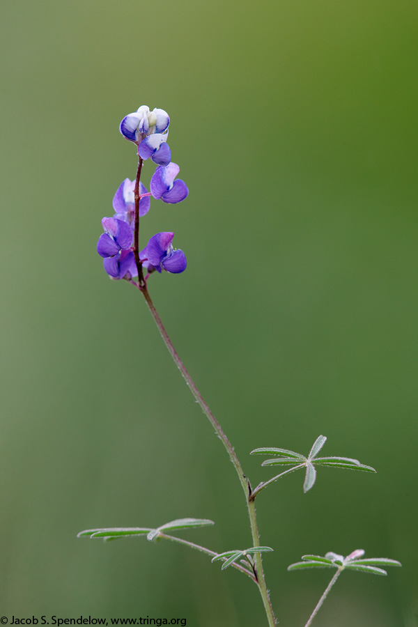 Grape Soda Lupine