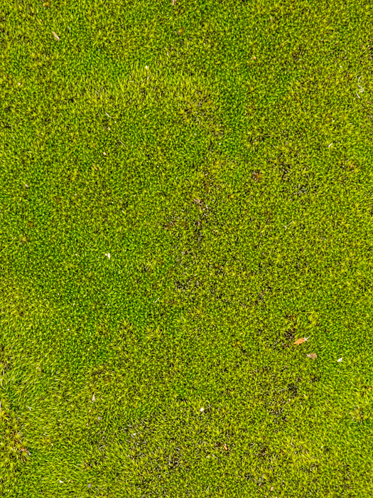 Moss