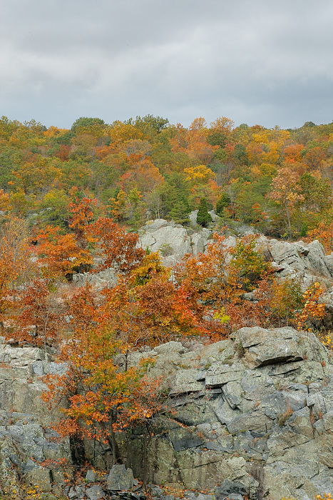 Fall Colors