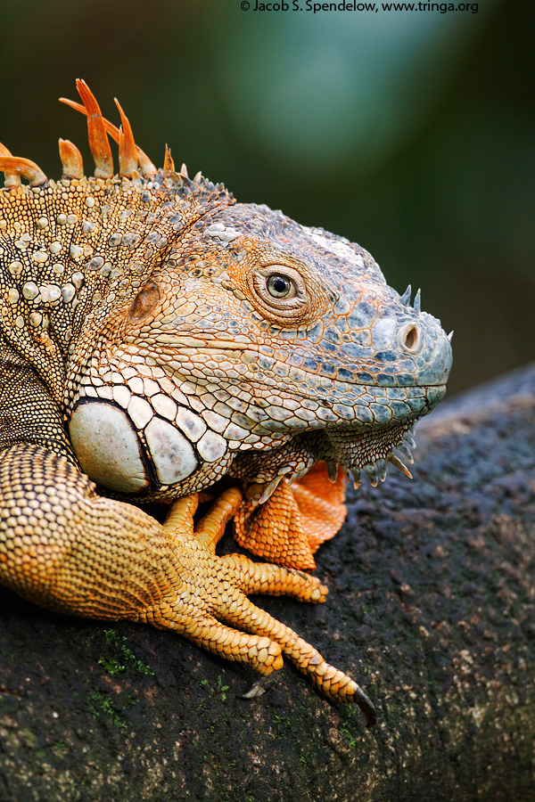 Green Iguana