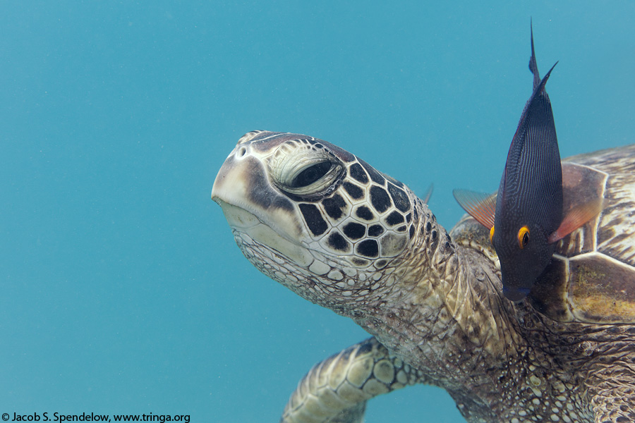 Green Sea Turtle