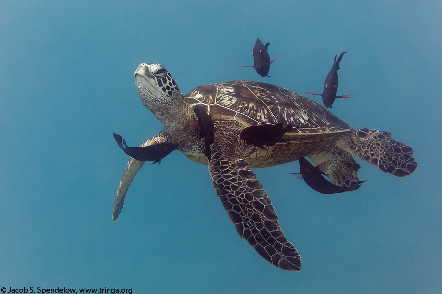 Green Sea Turtle cleaning station