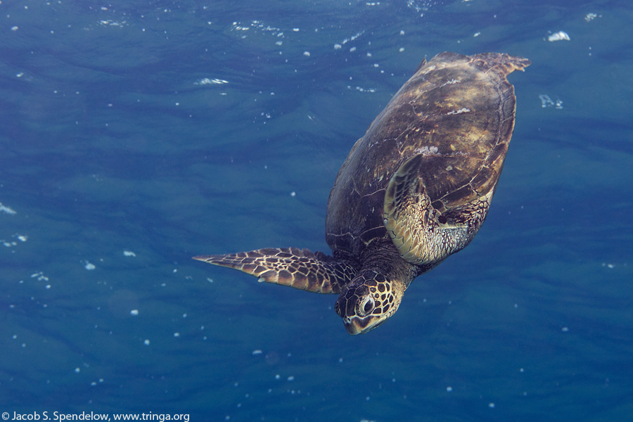 Green Sea Turtle