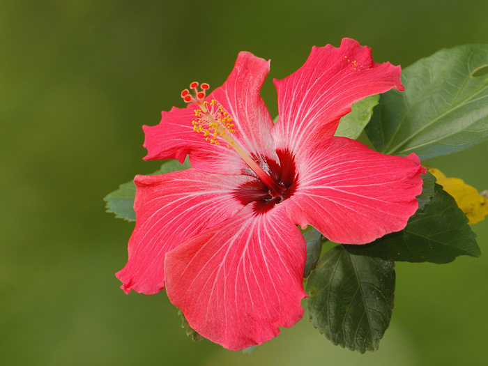 Hibiscus