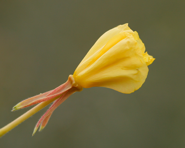 Hooker Evening Primrose