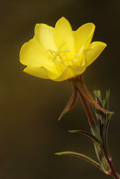 Hooker Evening Primrose