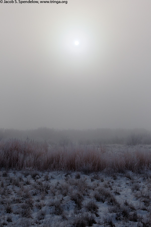 Bosque Ice Fog