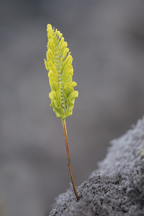 Kupukupu Fern