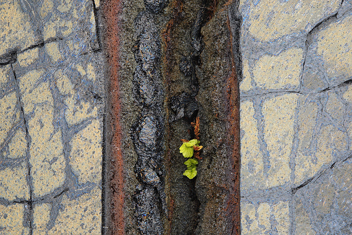 Kupukupu growing in Pahoehoe