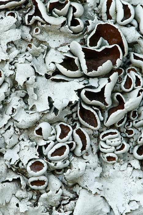 Lichen