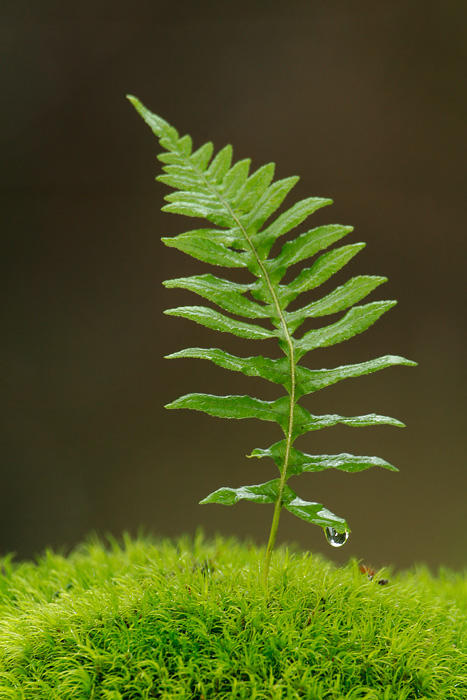 Licorice Fern