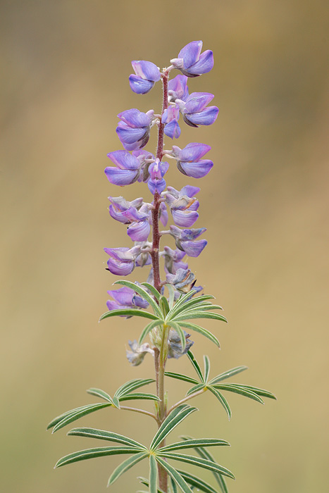 Lupine