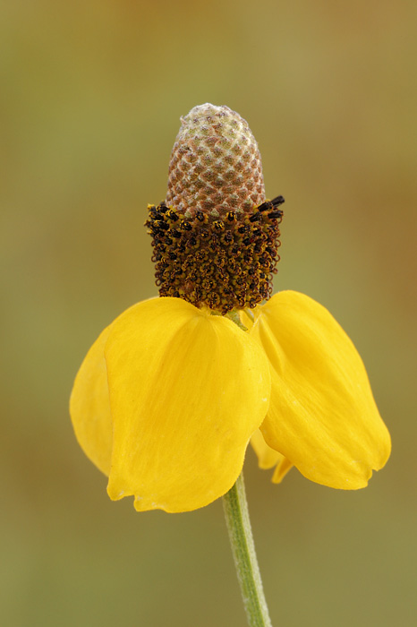 Mexican Hat