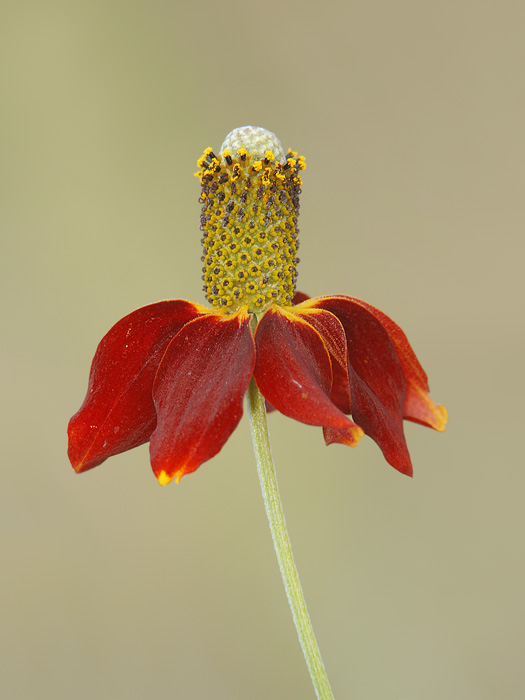 Mexican Hat