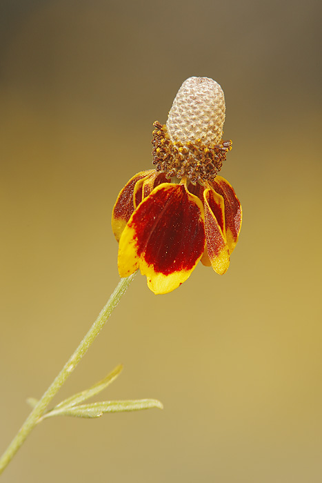 Mexican Hat