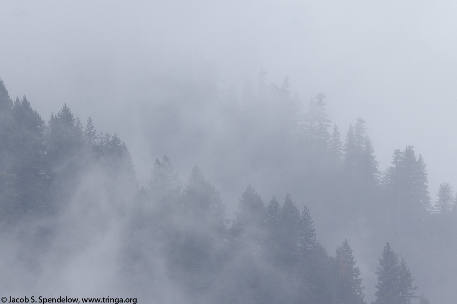 Misty Forest