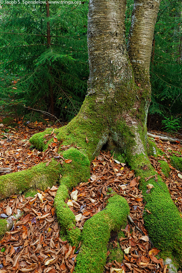 Mossy Roots