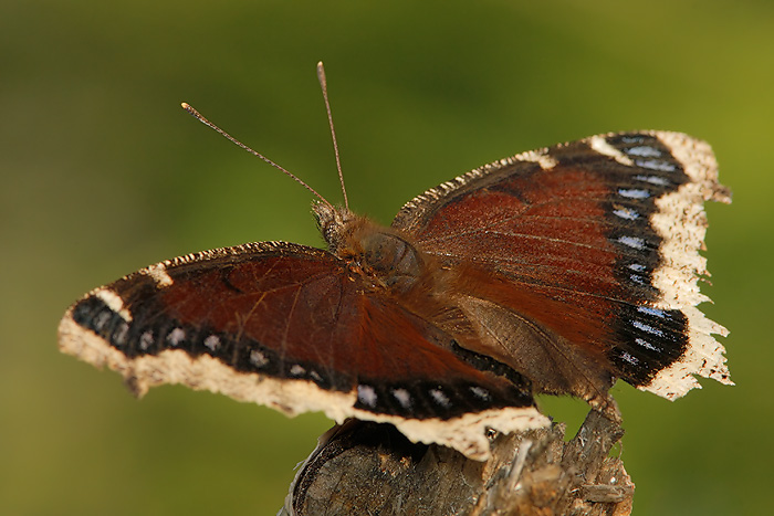 Mourning Cloak