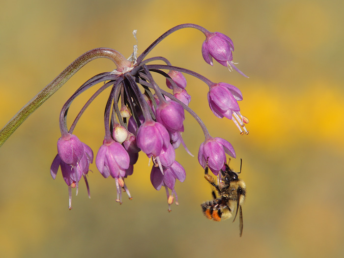 Nodding Onion