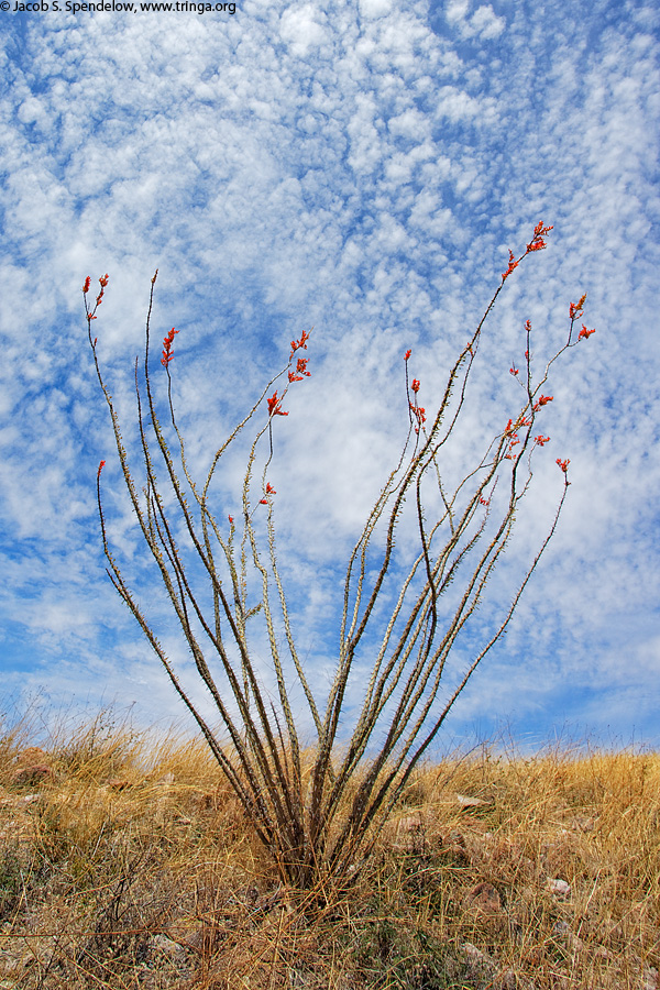 Ocotillo