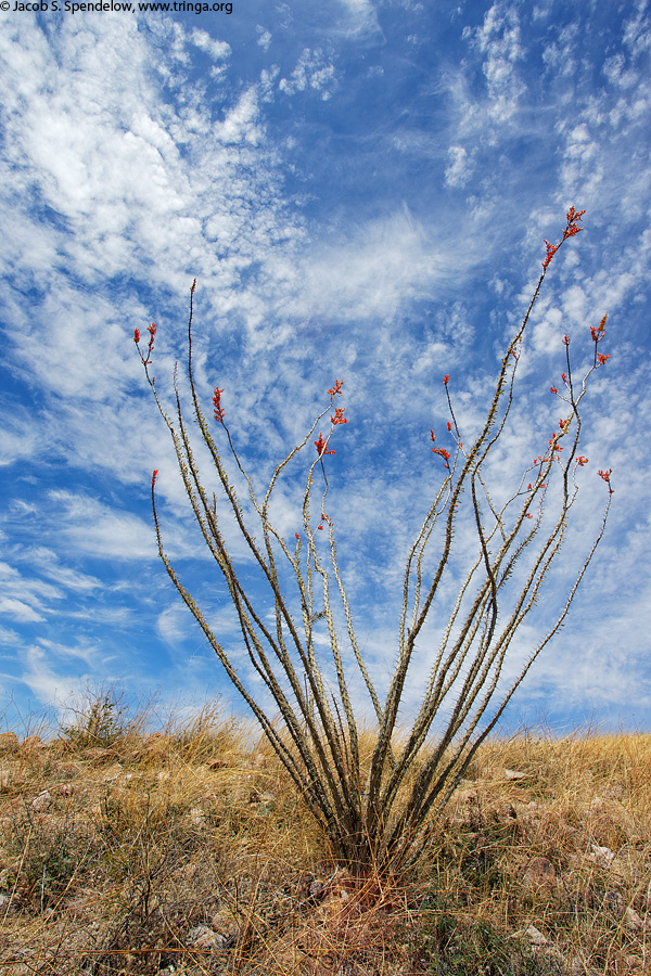 Ocotillo