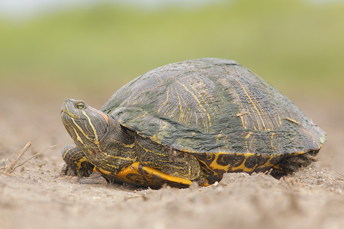 Painted Turtle