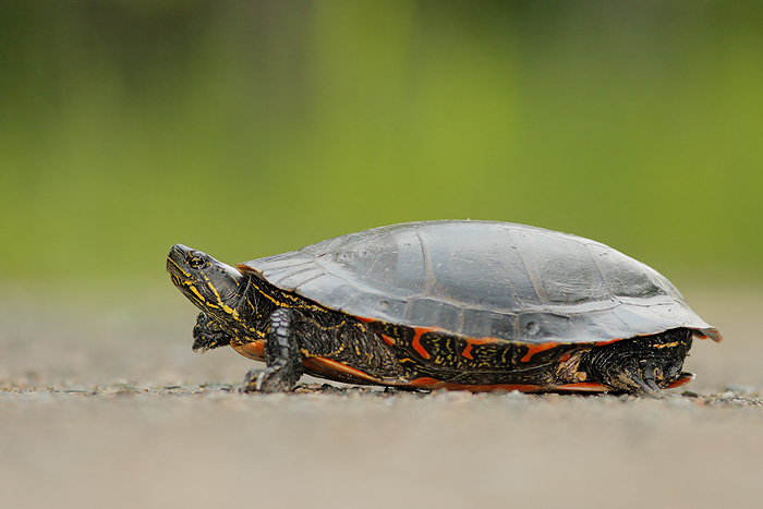 Painted Turtle