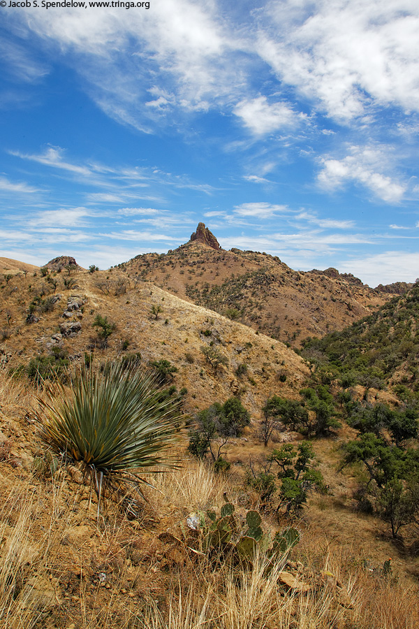 Pajarito Mountains