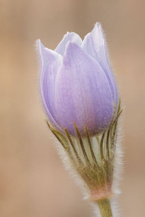 Pasque Flower