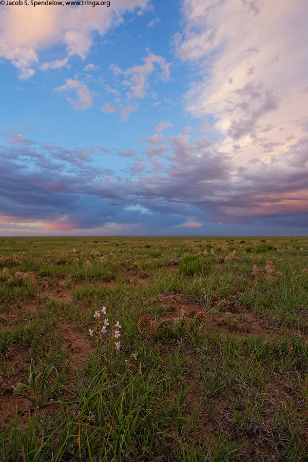 Pawnee Grasslands