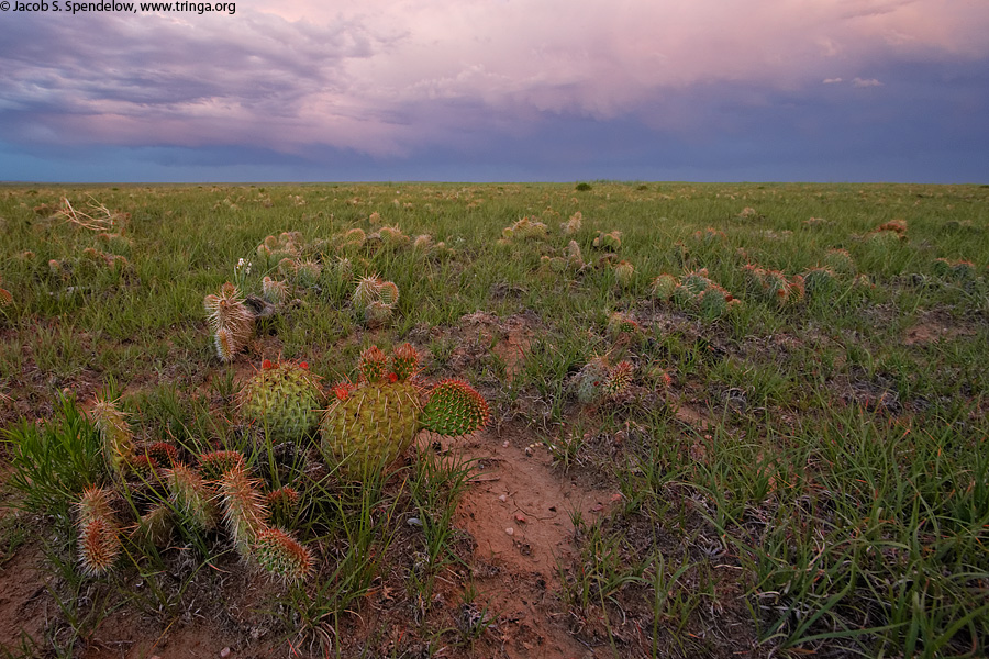 Prickly Pear, Pawnee Grasslands