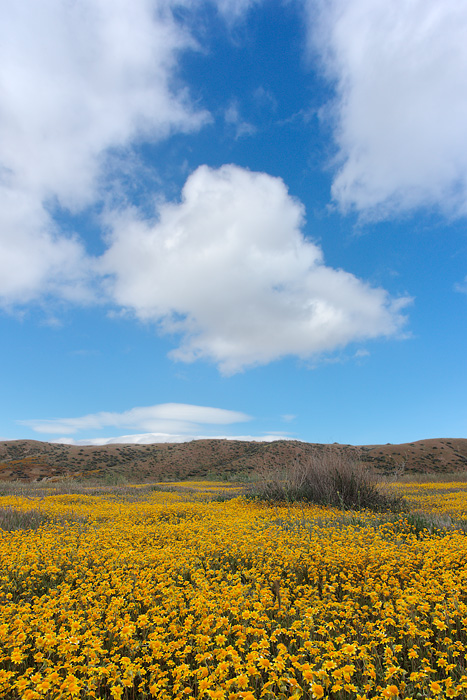 Carrizo Plain