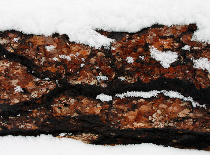 Snow on Bark