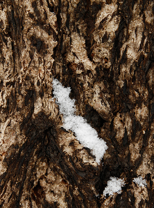 Snow on Bark