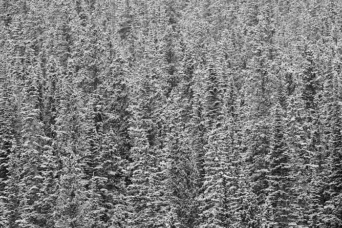 Spruce Forest