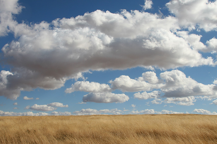 Sonoita Grassland