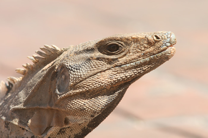 Spiny-tailed Iguana