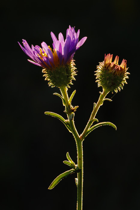 Sticky Aster