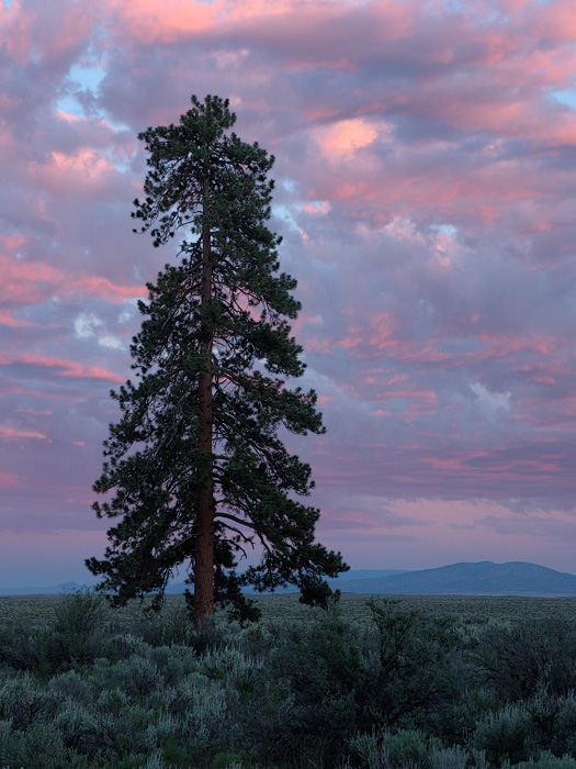 Ponderosa Pine at Sunset