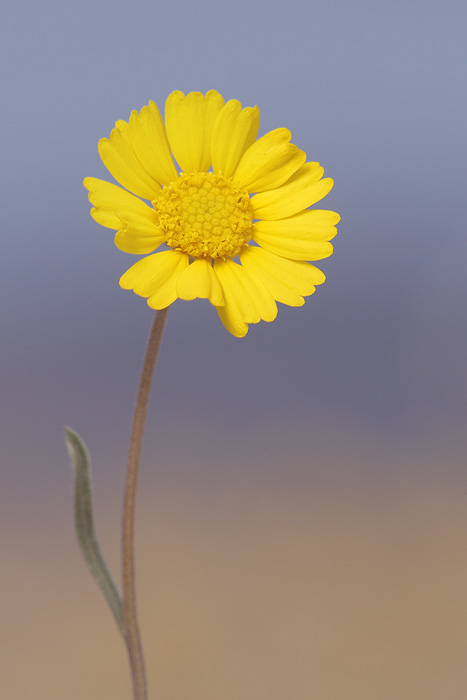 Bitterweed