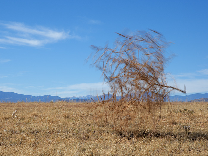 Tumbleweed