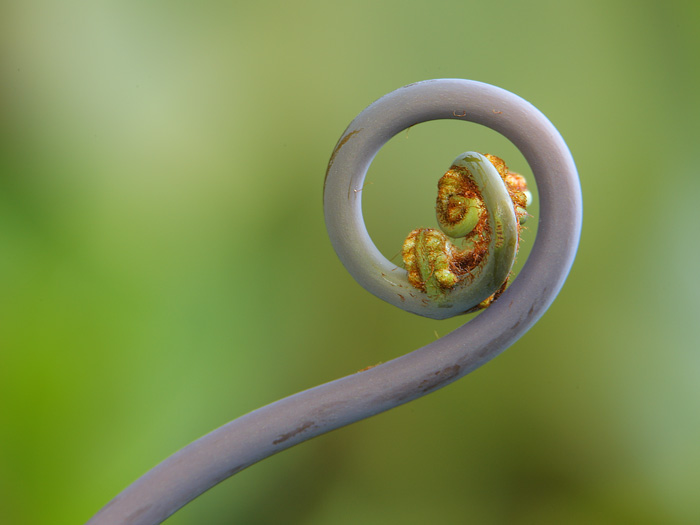 Uluhe Fiddlehead