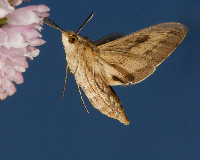 White-lined Sphinx Moth