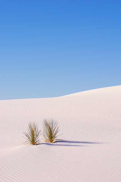 Two Yuccas