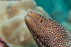 Whitemouth Moray